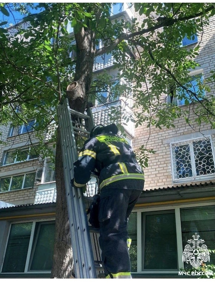 Запорожские спасатели в Мелитополе пришли на помощь коту