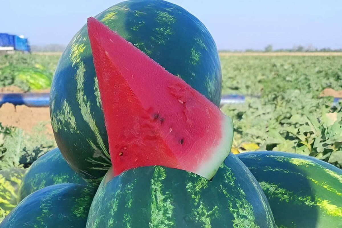 Секреты солнечной ягоды: херсонские арбузы полюбили в регионах страны