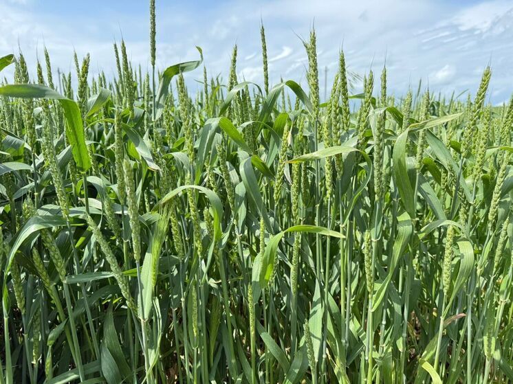 Ставрополье готовится засеять 2 млн гектаров озимых