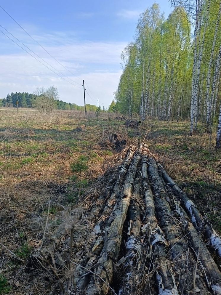 В Гусь-Хрустальном прокурор пресек нарушение лесного законодательства