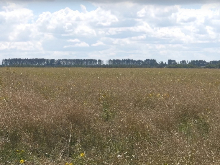 В Курской области 9 сентября появилась еще одна карантинная зона по повилике