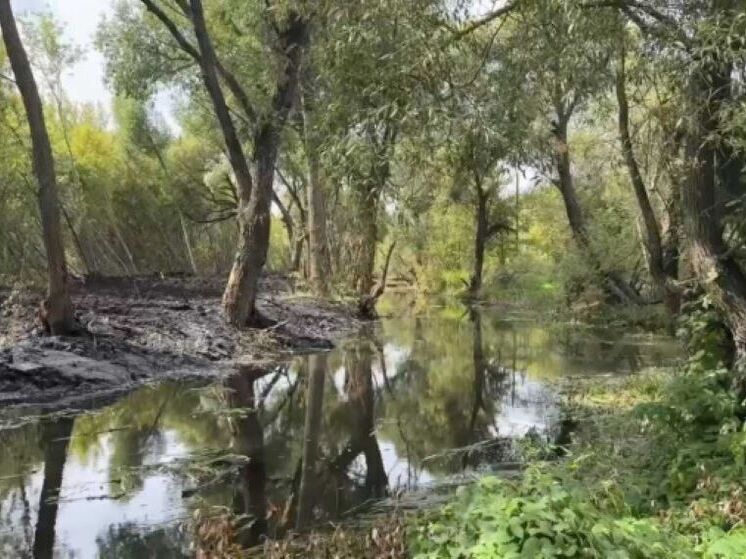В Губкине началась расчистка участка реки Осколец по проекту «Наши реки»