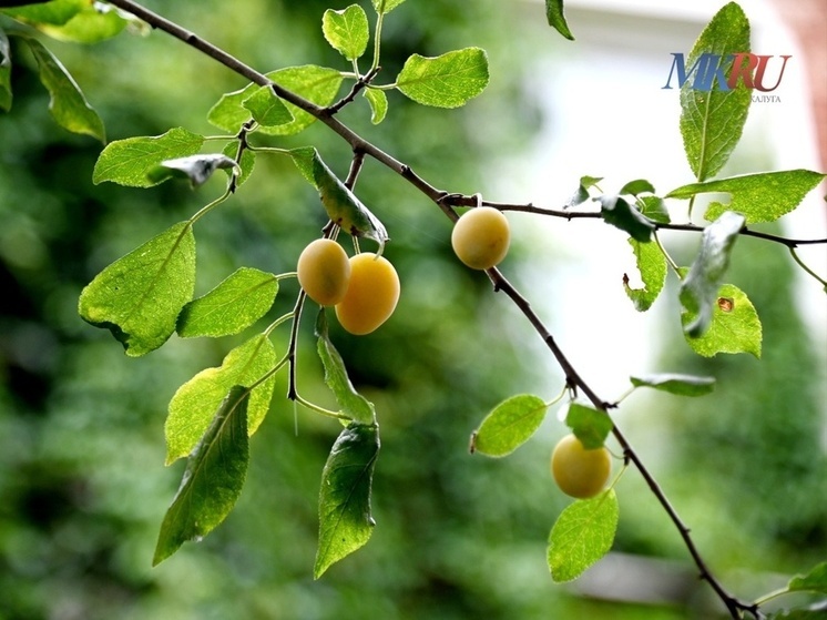 На Калужский регион спустится туман