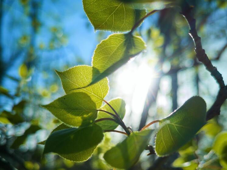 Синоптики 11 сентября обещают в Смоленске ясную, солнечную погоду