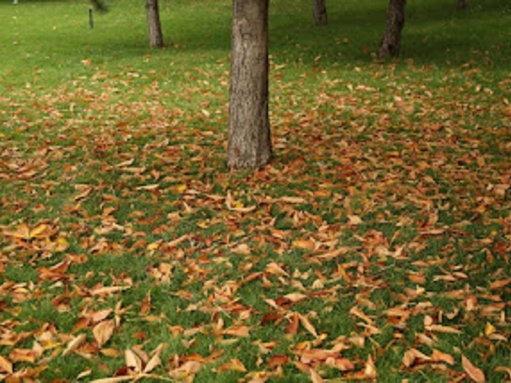 Волгоградцам объяснили, чем опасны опавшие листья для автомобиля