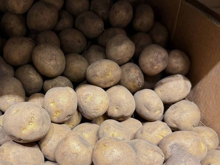 На Ставрополье собрали более 60 тысяч тонн картофеля и треть овощей «борщевого набора»