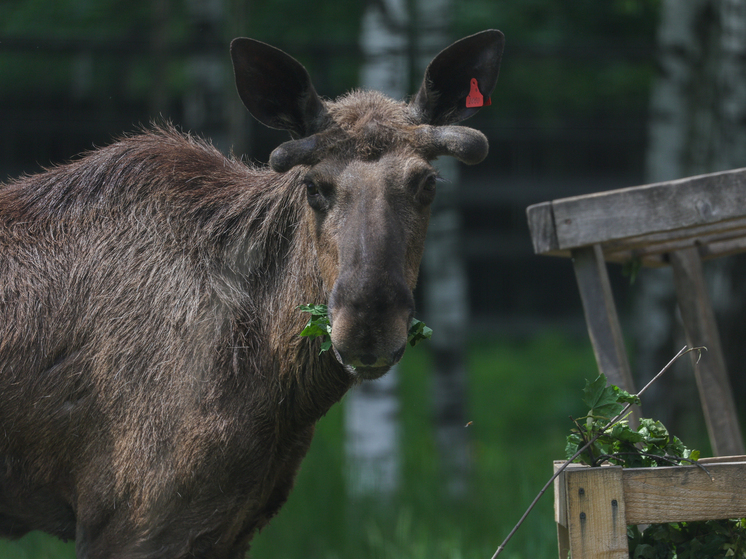 В Подмосковье открылся сезон охоты на лосей во время гона