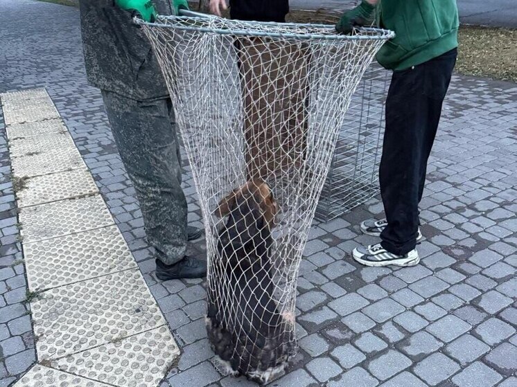 В Минераловодском округе продолжают отлавливать бездомных животных