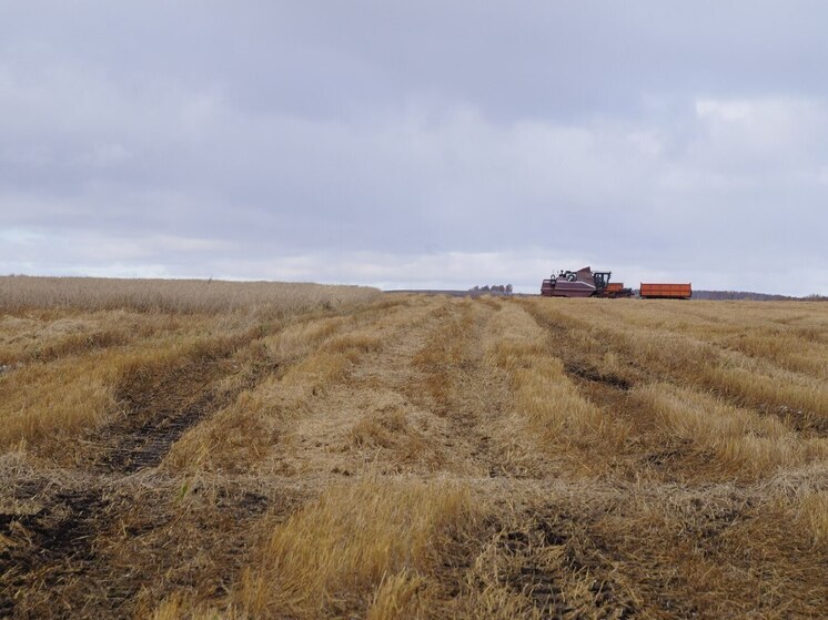 Погода спутала планы: 20% зерновых убрали аграрии Сибири