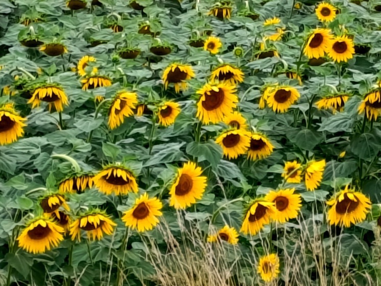 В Предгорном округе Ставрополья собрана четверть урожая подсолнечника