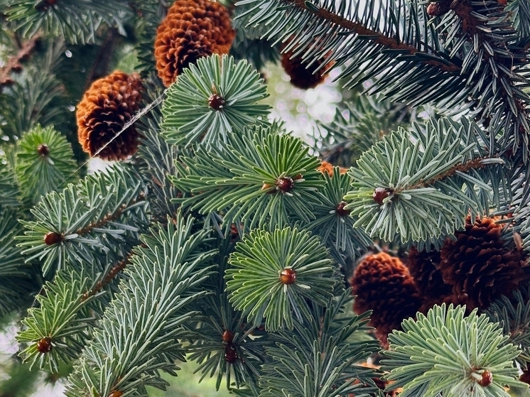 Сегодня без минуса: 11 сентября томичей ожидают дожди и до 18°С