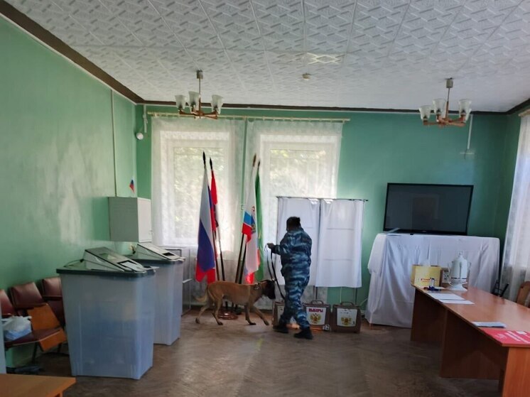 В Волосово безопасность выборов доверили хвостатому эксперту