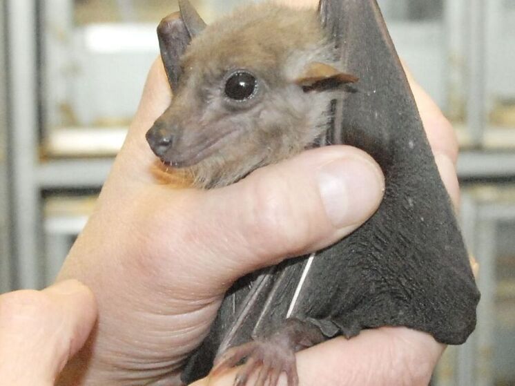 Летучая мышь вызвала у россиянки серьезный аллергический приступ