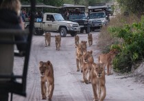 В сафари-парке Бангкока произошло трагическое нападение львов на смотрителя, который вышел из автомобиля во время рабочей смены