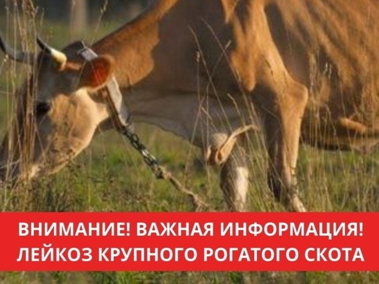 В Псковской области с 1 сентября действуют новые правила по борьбе с лейкозом крупного рогатого скота