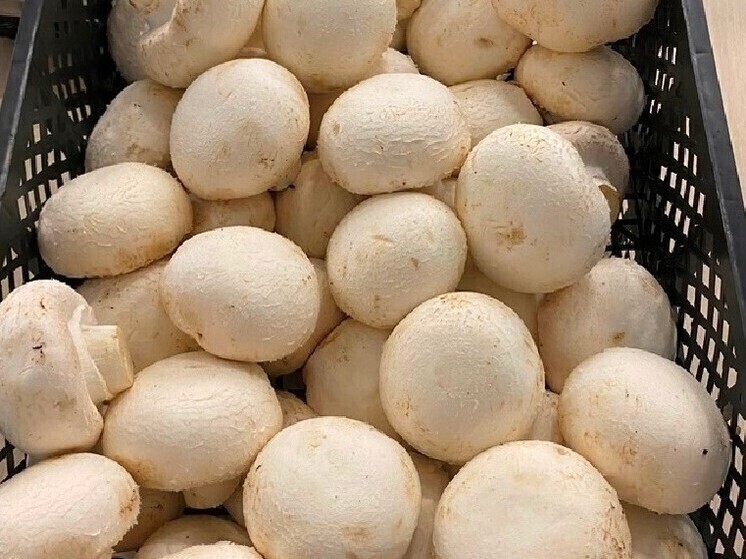 Из Петербурга и Ленобласти за границу отправили тонны шампиньонов и торфа