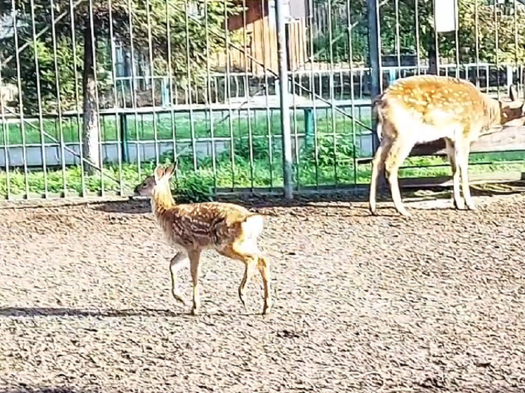 Юная олениха из абаканского зоопарка стала частью коллектива взрослых оленей