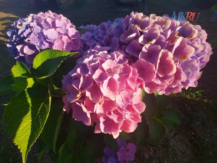 В Калуге установилась комфортная погода