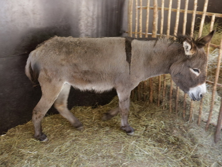 В Ростовской области мужчина получил условный срок за расчленение осла