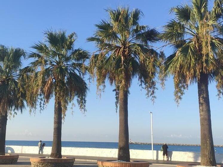 В Сочи проводят регулярную обработку пальм от вредителей по рекомендациям РАН