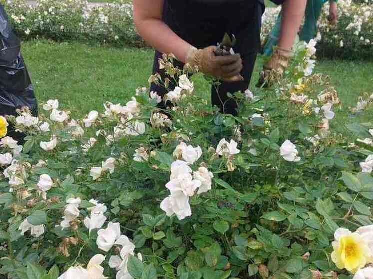 Свыше 100 кустов роз отправятся из Воронежа на Донбасс