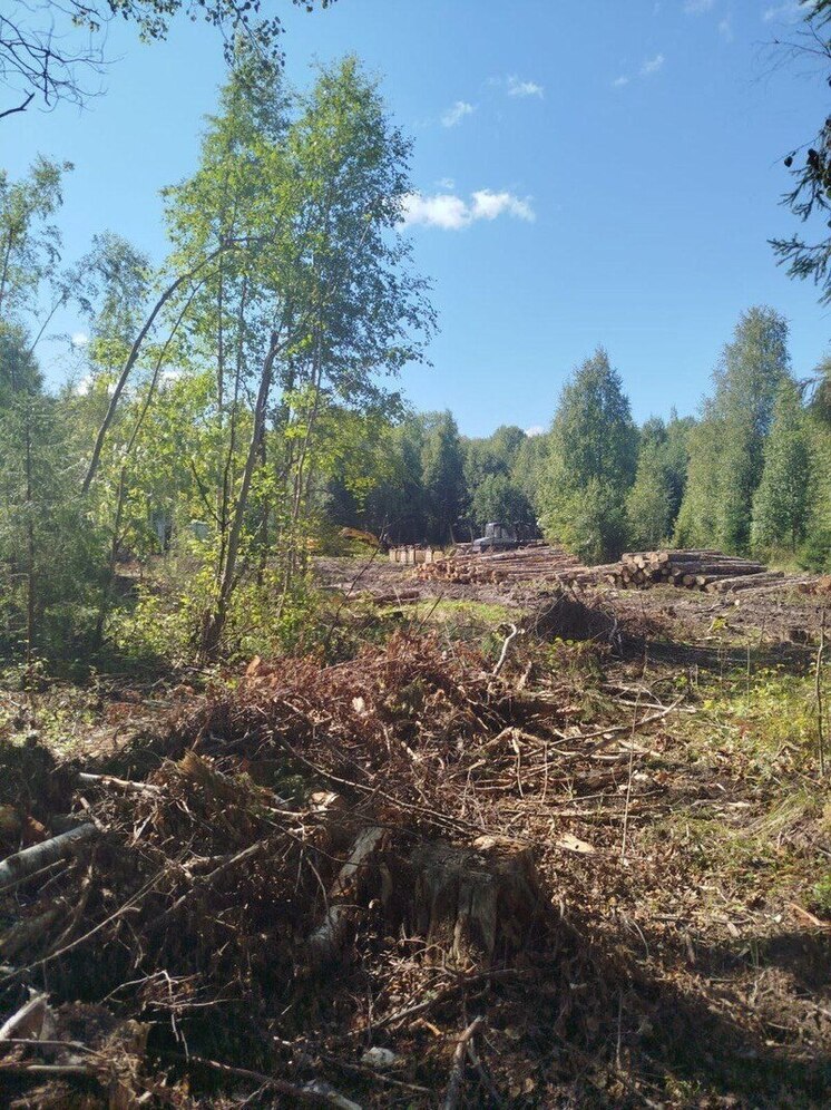 В Ярославской области лесозаготовитель ответит за порчу природных ресурсов