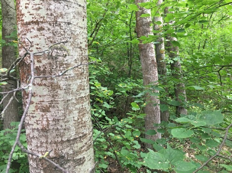 Бездыханное тело мужчины нашли в воронежской лесополосе