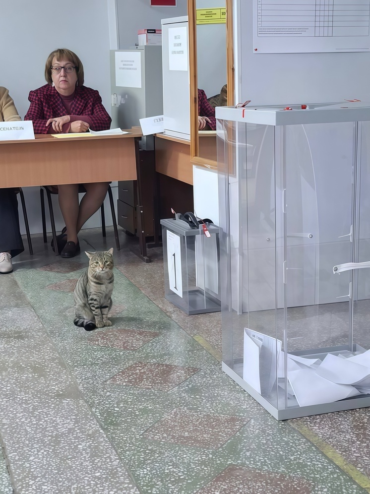 В Новосибирской области избирателей встречает кот Мурзик