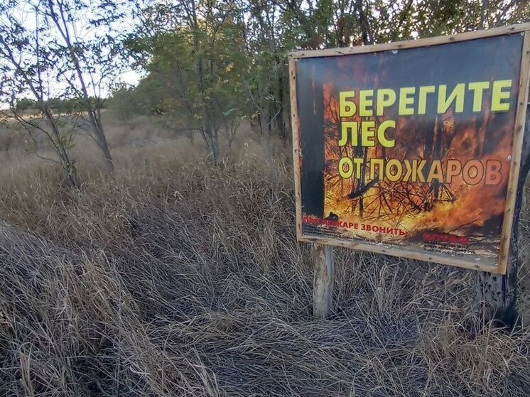 В саратовских лесах ввели ограничения для посещения
