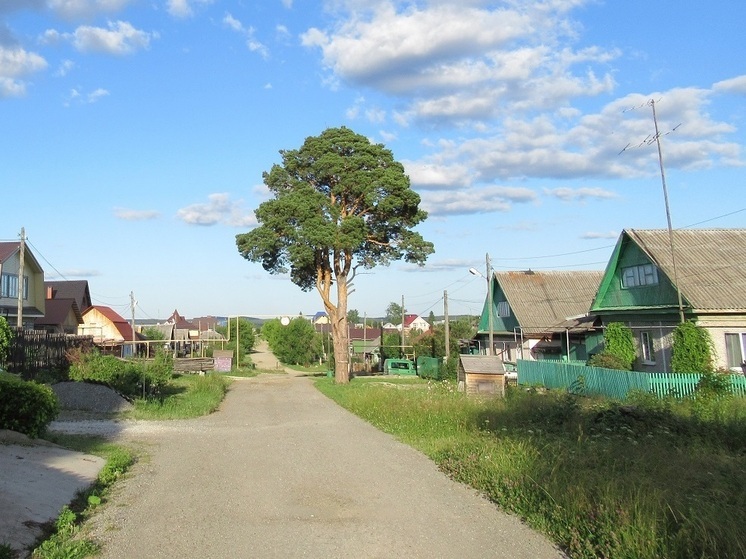 Свердловчанина осудили на 1 год за спил одной сосны