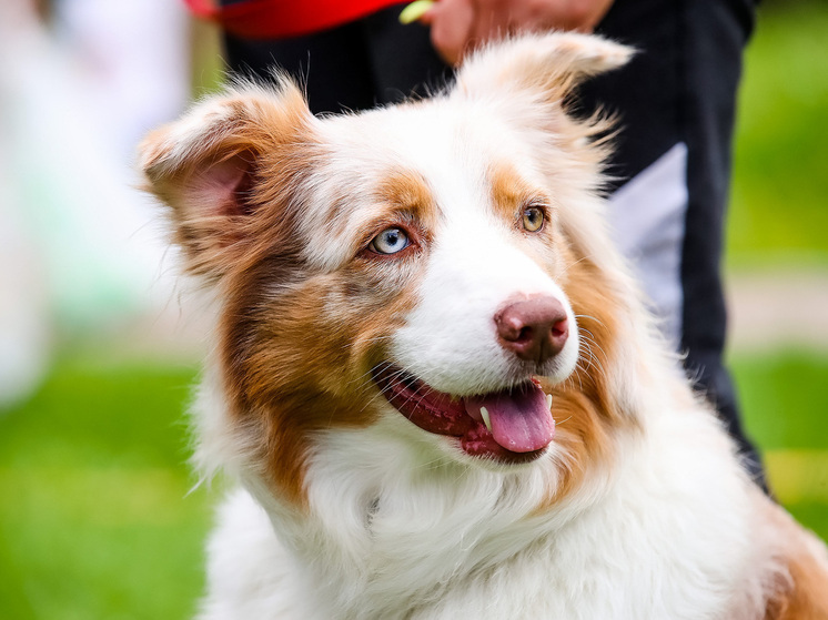 Кинолог Карапетьянц: поджатый хвост и сжатое тело — признак, что собака испытывает страх