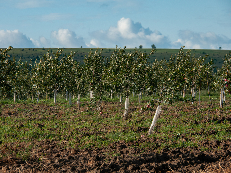 Садовод Татьяна Яньшина объяснила, когда и как надо белить деревья