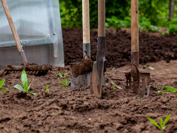 Садовод Татьяна Яньшина рассказала, когда надо вскапывать землю на огороде
