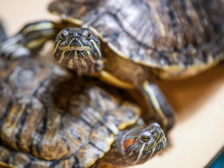 Ветеринар Шеляков: возвращать живые уголки в школы без специалистов не стоит