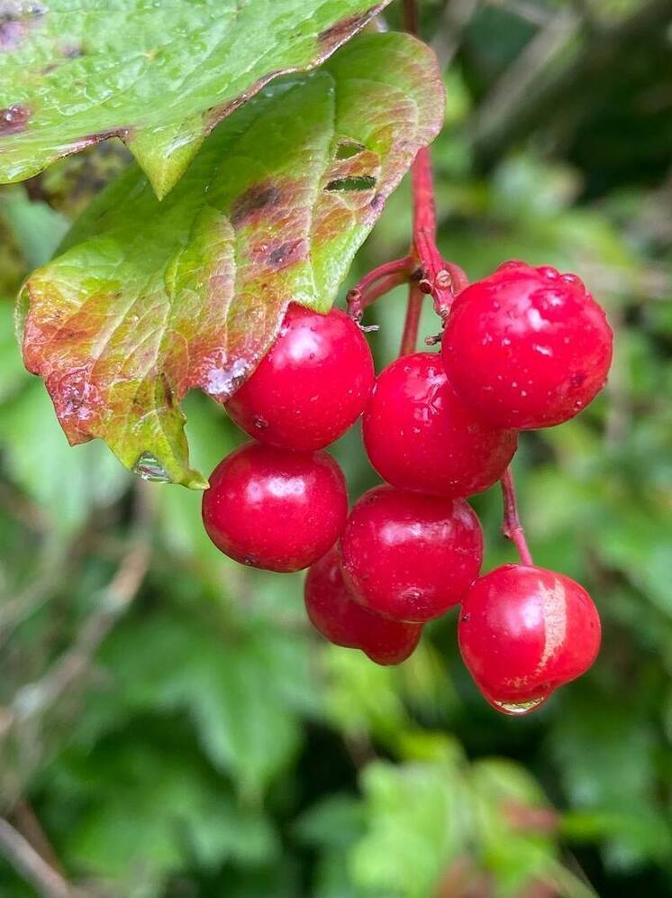 Метеоролог Сафонов предупредил о возможном изменении погоды на следующей неделе