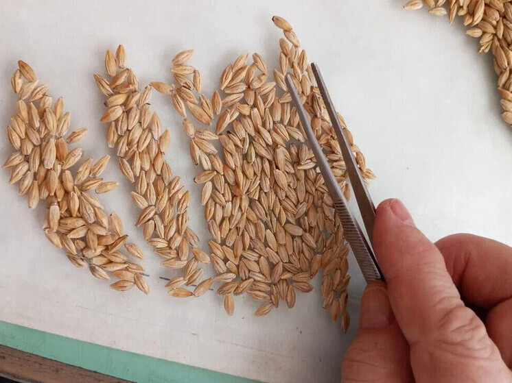 В Волновахе открылось второе в ДНР семеноводческое хозяйство