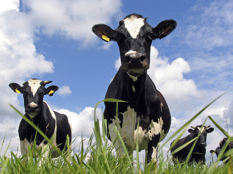 В Первомайском Красноярского края введен карантин по сибирской язве