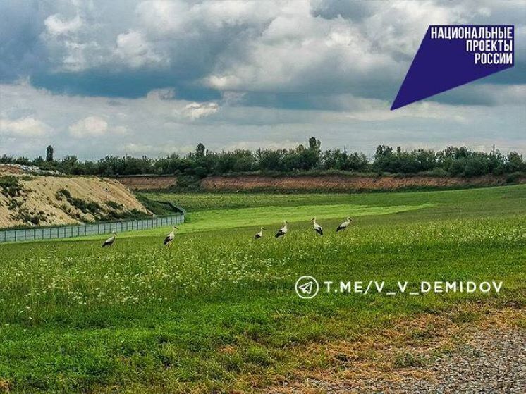 Зеленый луг: в Белгороде территория бывшей свалки постепенно восстанавливается