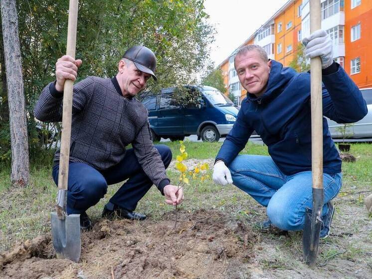 600 молодых деревьев раздали надымчанам для озеленения дворов