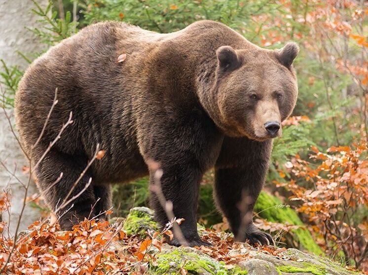 Медведь препятствовал поискам пропавшей в Карелии пенсионерки