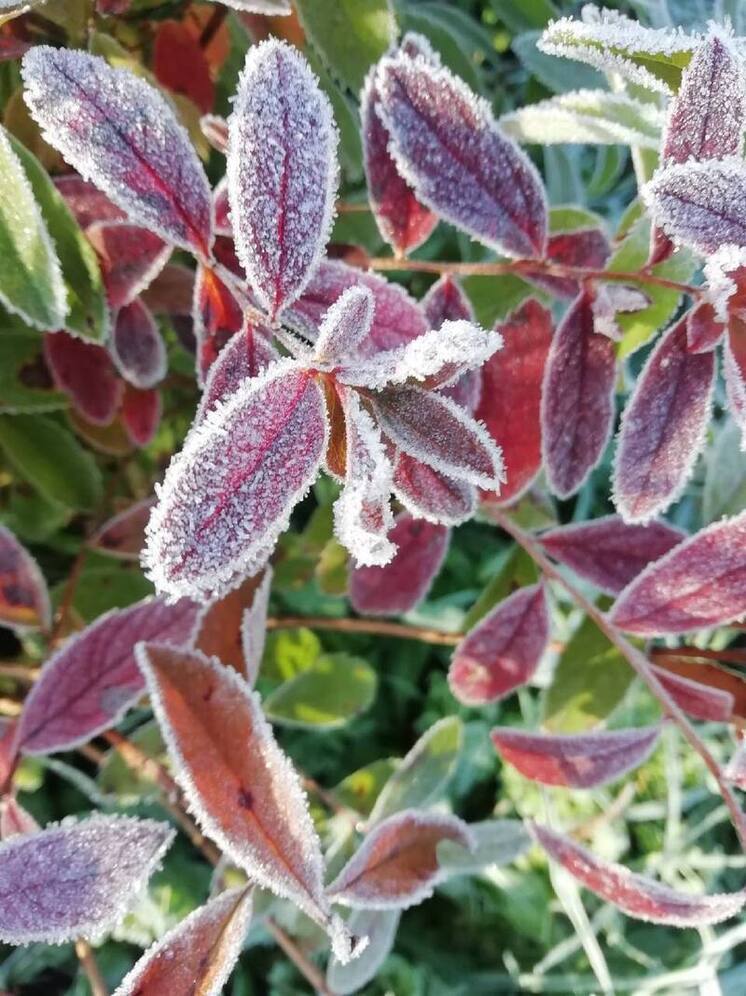 В субботу, 13 сентября, в некоторых районах Московской области ожидают заморозки