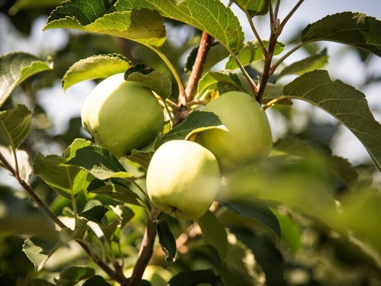 Кардиолог рассказала, какие продукты помогут укрепить сердечно-сосудистую систему