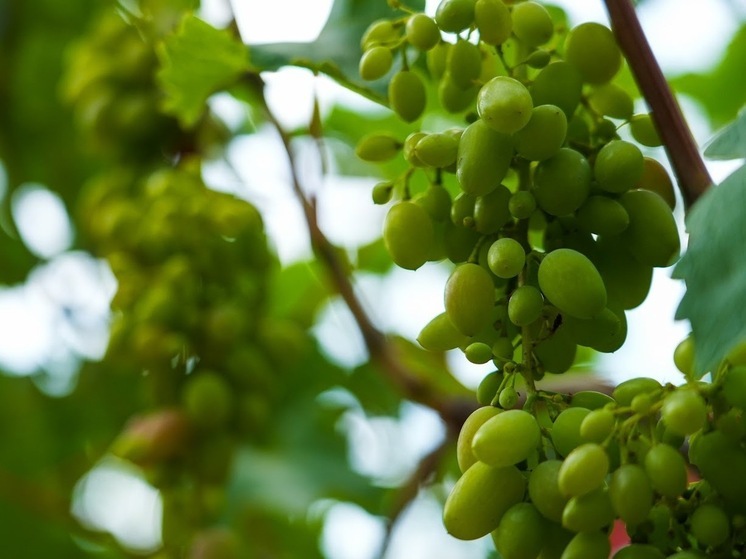 Волгоградцам раскрыли секрет тройного названия сортов винограда