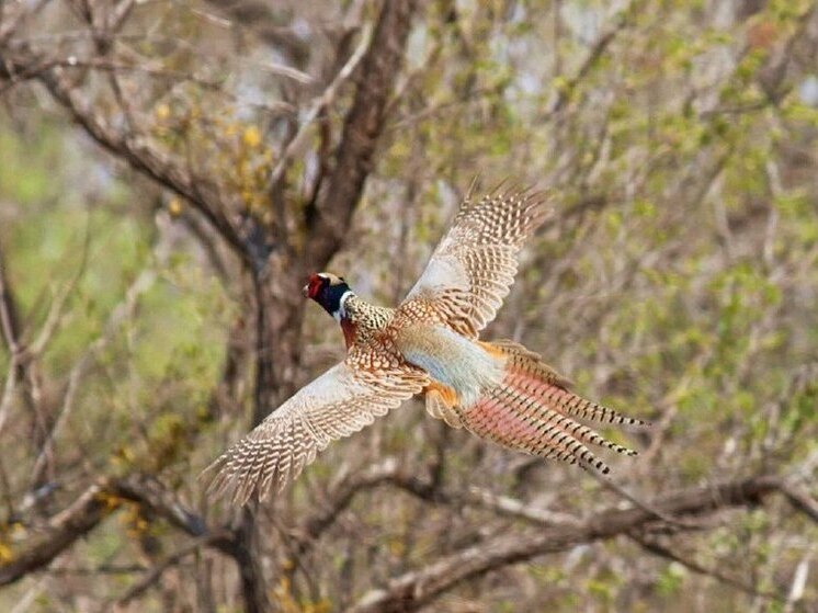 Готовь лицензию и ружье: в Приморье стартует сезон охоты на фазана