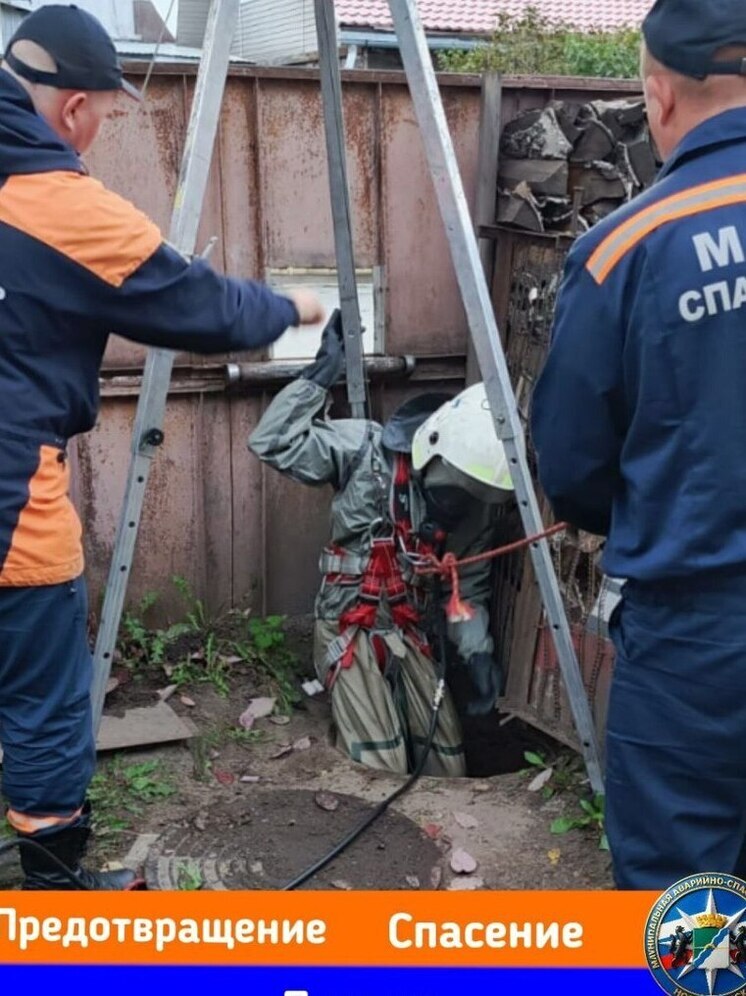 Собака провалилась в выгребную яму в Новосибирске