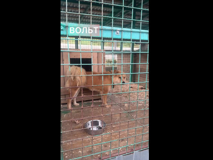 Во Владикавказе запустили акцию по пристройству собак из питомника