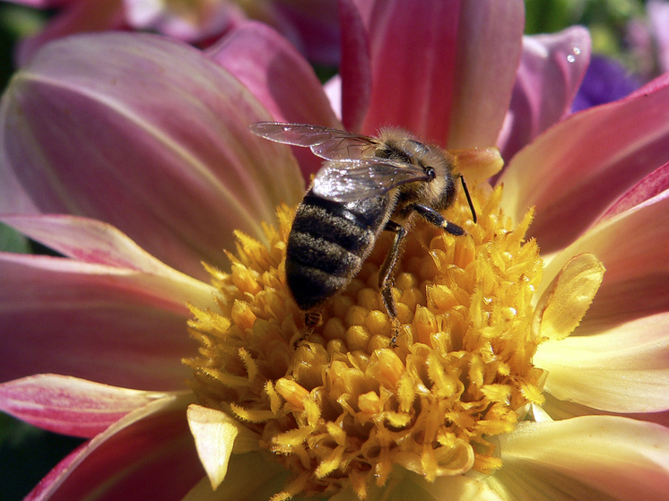 Дагестанским мужчинам предложили лечить простату укусами пчел в задний проход