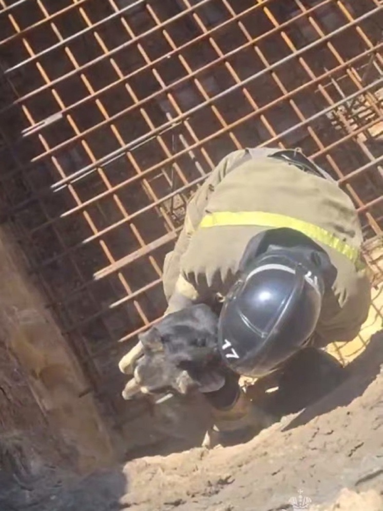 В Макеевке спасли собаку из 10-метровой ямы