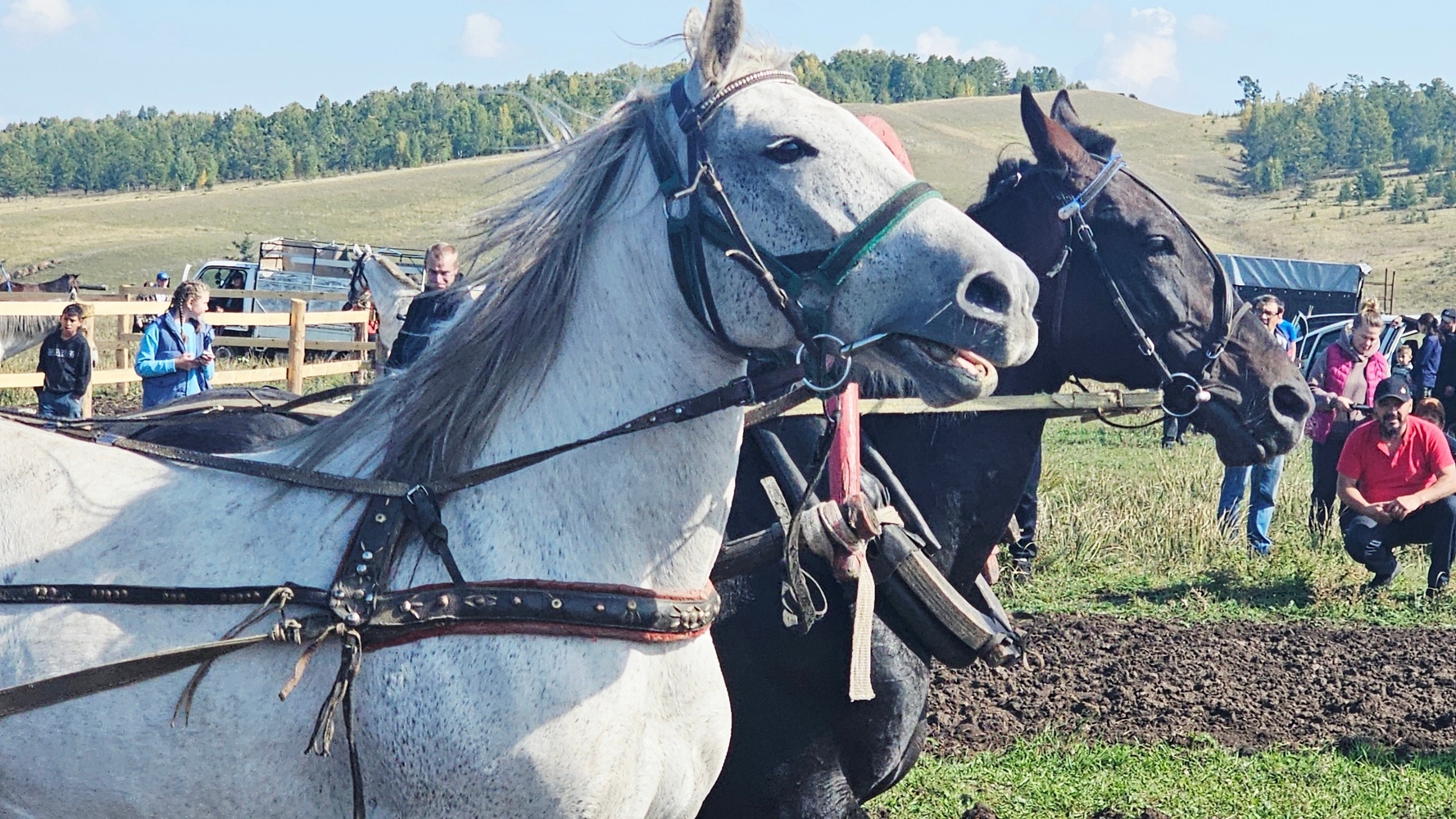 Красота и честная борьба: непредсказуемыми результатами закончились скачки сельских конников Хакасии