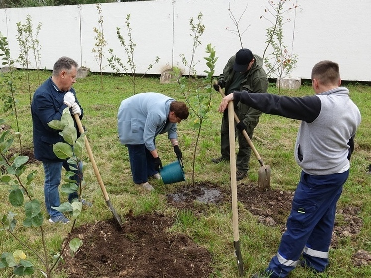 В саду Новгородской областной больницы высадили новые деревья
